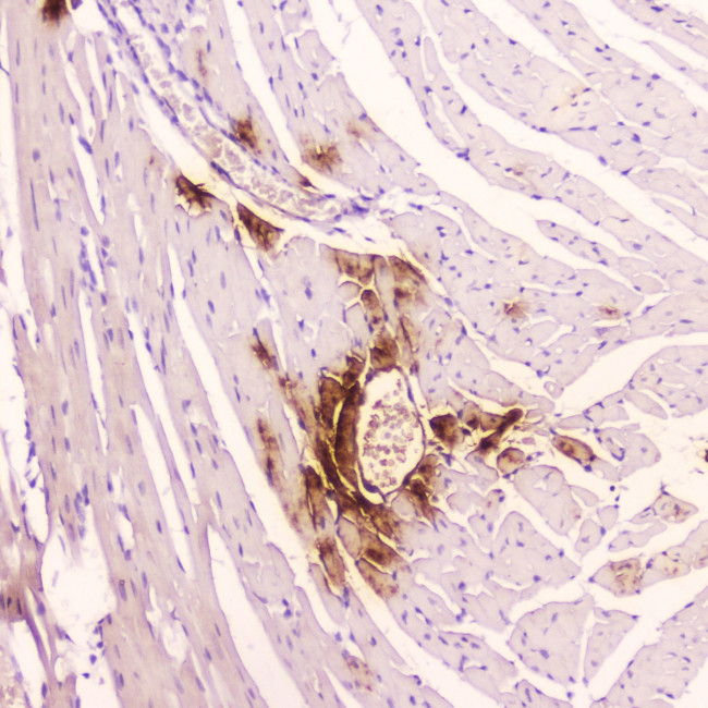 ANP Antibody in Immunohistochemistry (Paraffin) (IHC (P))