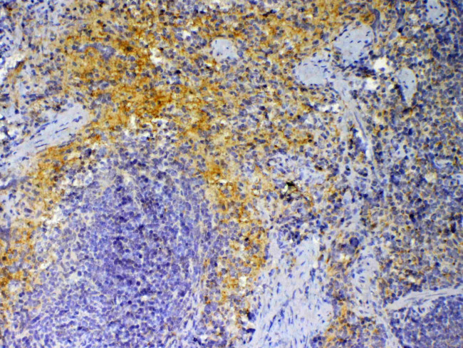 PF4 Antibody in Immunohistochemistry (Paraffin) (IHC (P))