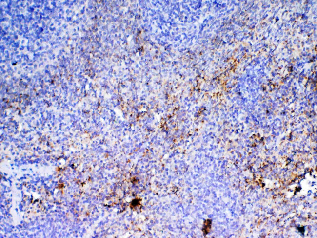 PF4 Antibody in Immunohistochemistry (Paraffin) (IHC (P))