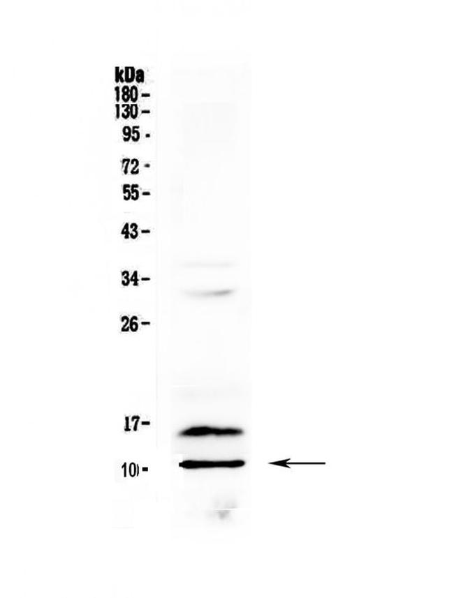 PF4 Antibody in Western Blot (WB)