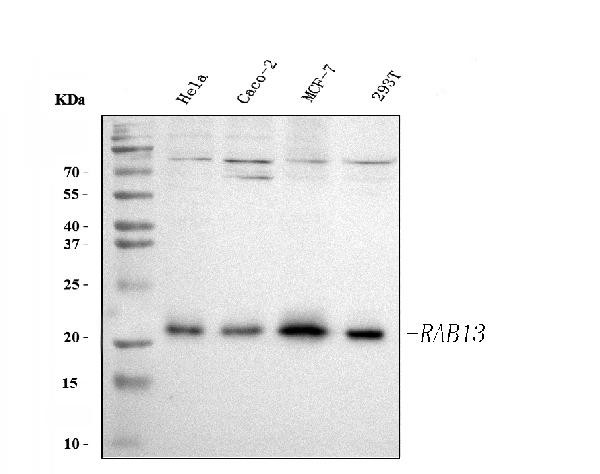 RAB13 Antibody in Western Blot (WB)