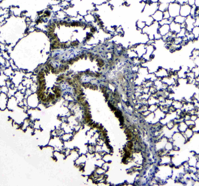 Uteroglobin Antibody in Immunohistochemistry (Paraffin) (IHC (P))