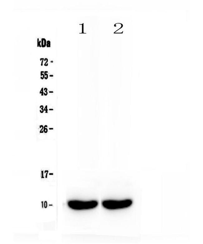 Uteroglobin Antibody in Western Blot (WB)