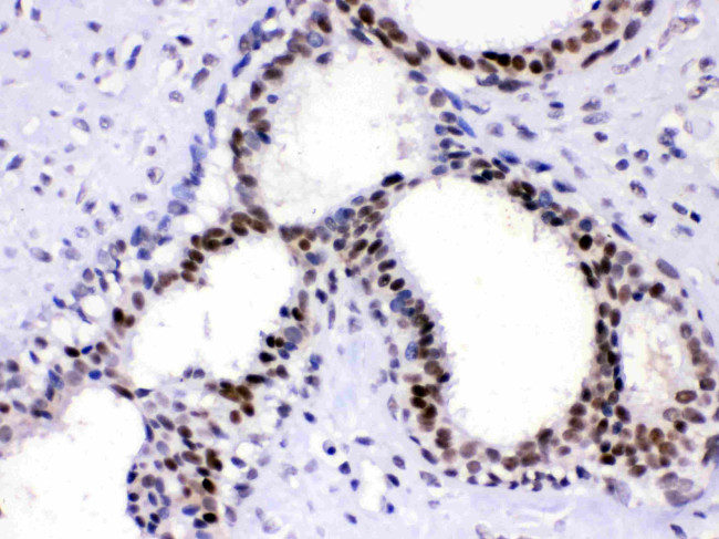 PC4 Antibody in Immunohistochemistry (Paraffin) (IHC (P))