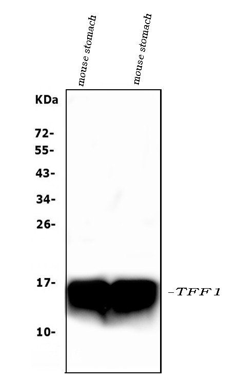 TFF1 Antibody in Western Blot (WB)