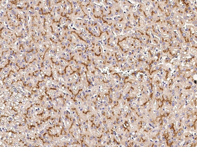 alpha-1 Microglobulin Antibody in Immunohistochemistry (Paraffin) (IHC (P))