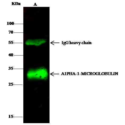 alpha-1 Microglobulin Antibody in Immunoprecipitation (IP)