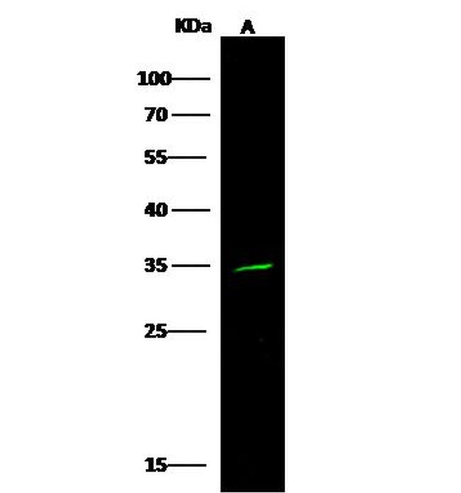 alpha-1 Microglobulin Antibody in Western Blot (WB)