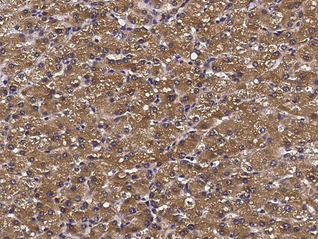 ATOX1 Antibody in Immunohistochemistry (Paraffin) (IHC (P))