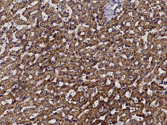 BPHL Antibody in Immunohistochemistry (Paraffin) (IHC (P))