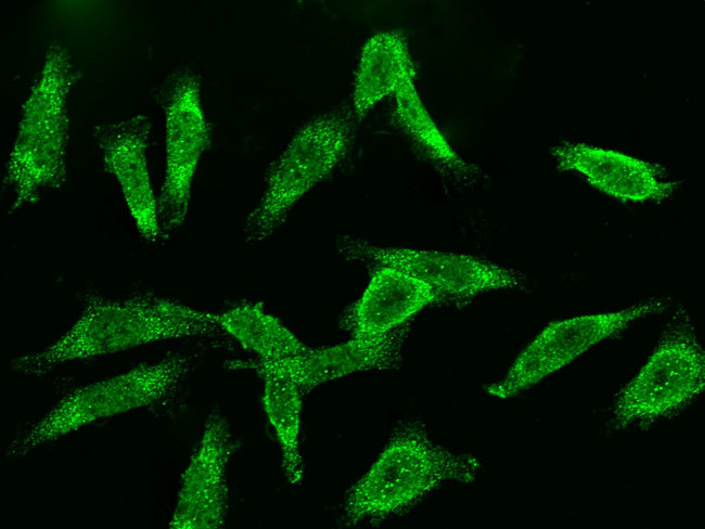 Cyclin B2 Antibody in Immunocytochemistry (ICC/IF)