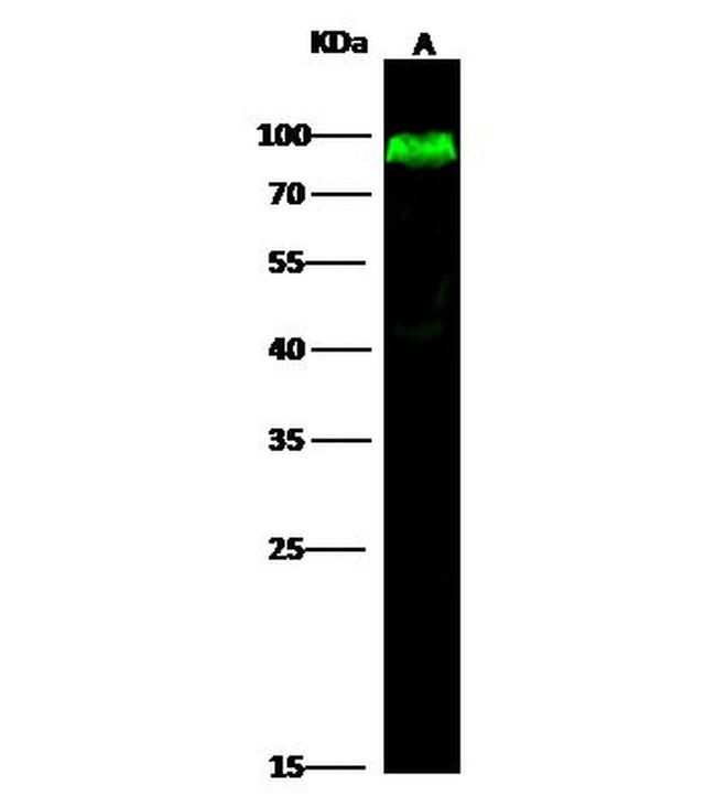 CD55 Antibody in Western Blot (WB)