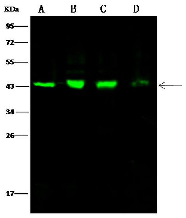 Citrate Synthase Antibody in Western Blot (WB)