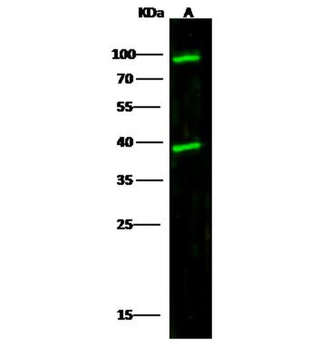 Cathepsin L Antibody in Western Blot (WB)