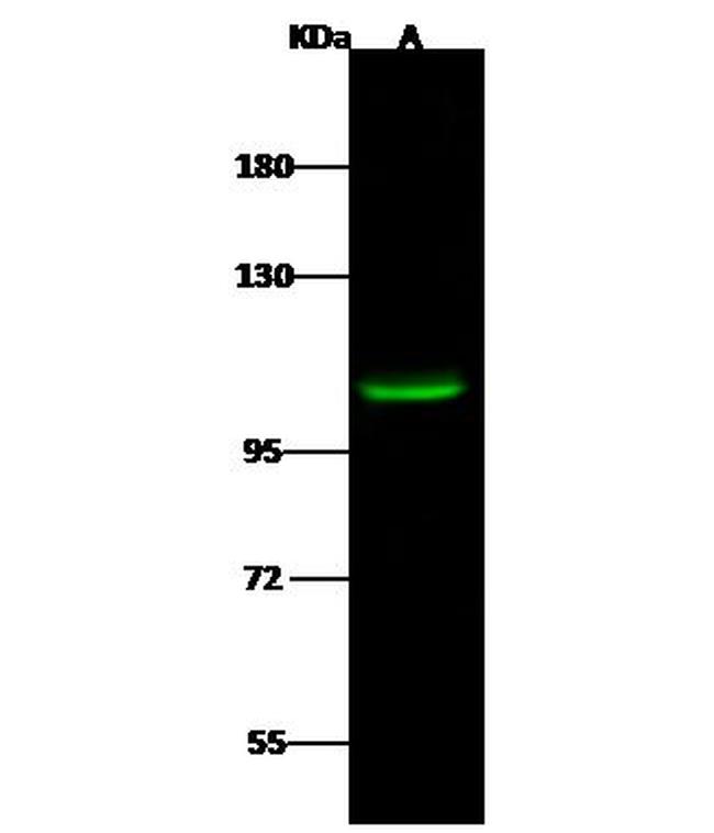 HDAC7 Antibody in Western Blot (WB)