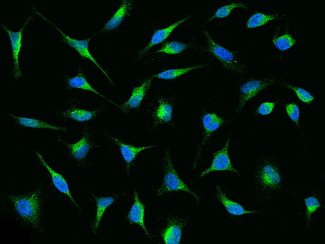 RAP Antibody in Immunocytochemistry (ICC/IF)