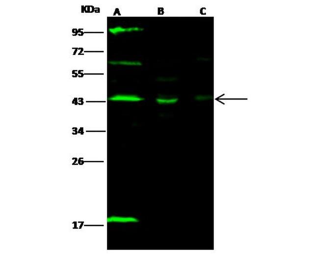 SAPK4 Antibody in Western Blot (WB)