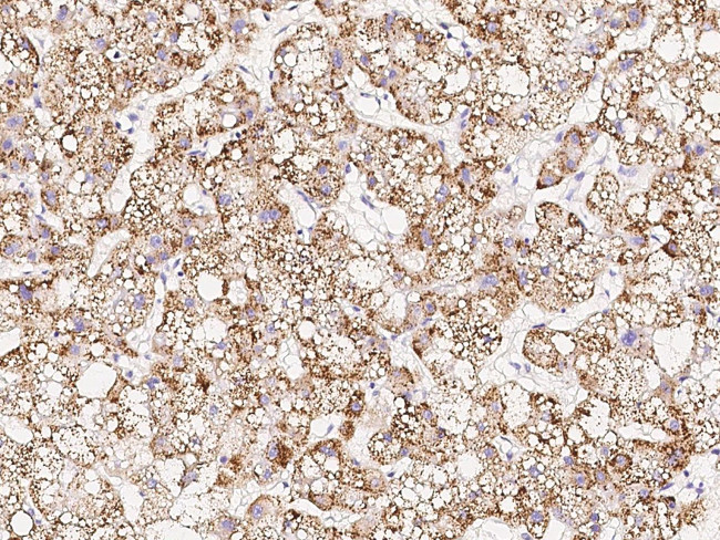 RACK1 Antibody in Immunohistochemistry (Paraffin) (IHC (P))