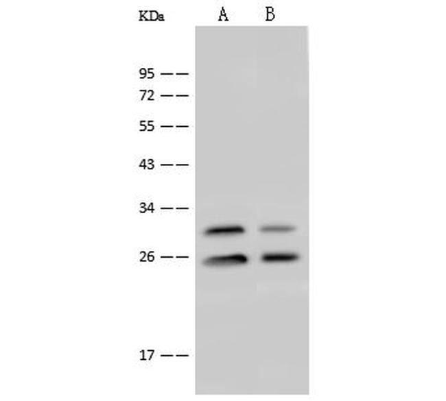 eIF4H Antibody in Western Blot (WB)