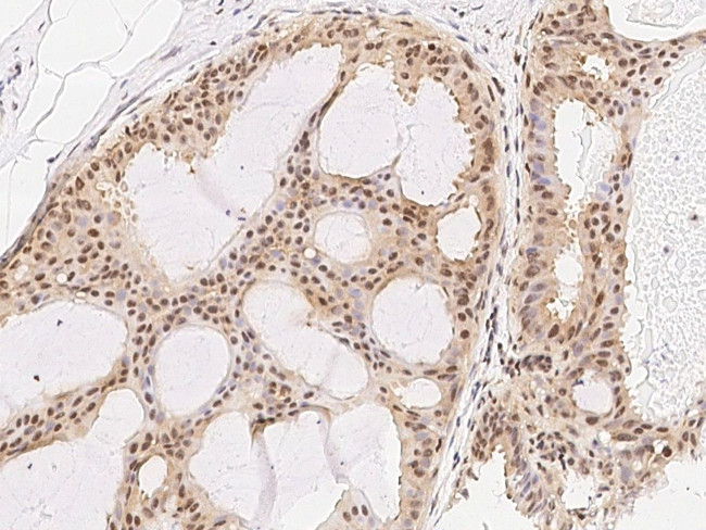 RXRG Antibody in Immunohistochemistry (Paraffin) (IHC (P))