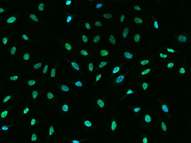 HP1 beta Antibody in Immunocytochemistry (ICC/IF)