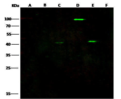 Ebola Virus VP40 (subtype Zaire, strain H.sapiens-wt/GIN/2014/Kissidougou-C15) Antibody in Western Blot (WB)