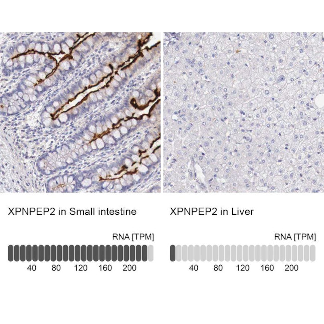 XPNPEP2 Antibody