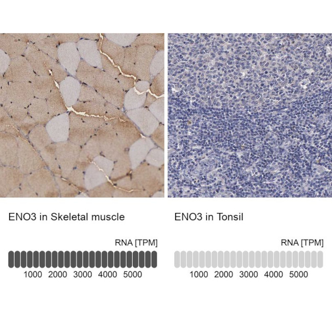 ENO3 Antibody