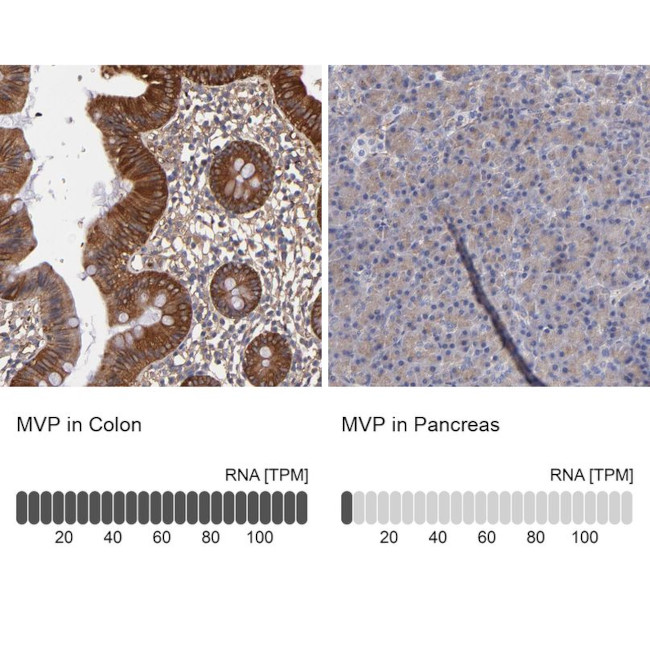 MVP Antibody