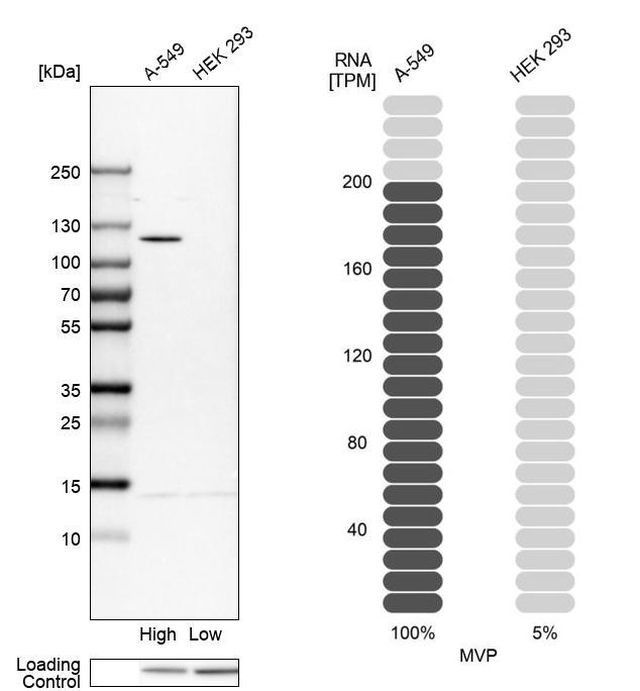 MVP Antibody