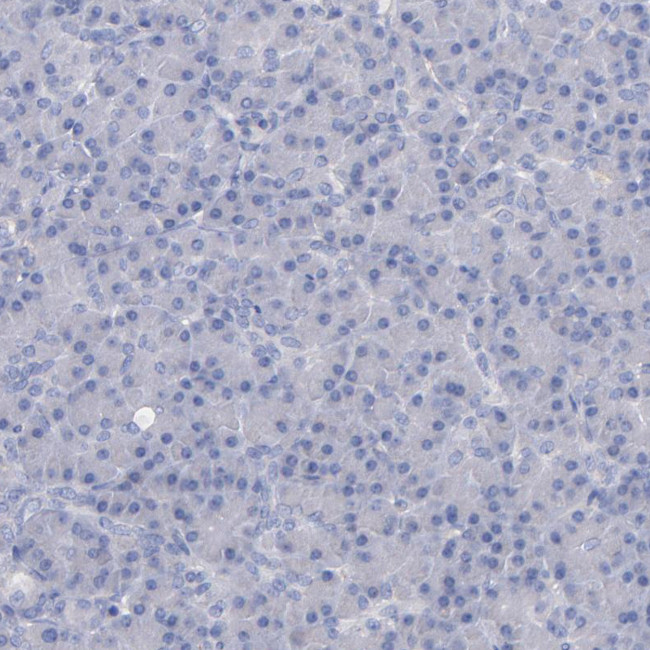 Caspr2 Antibody in Immunohistochemistry (Paraffin) (IHC (P))