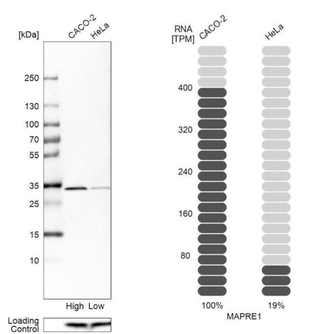 EB1 Antibody