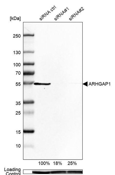 RhoGAP Antibody