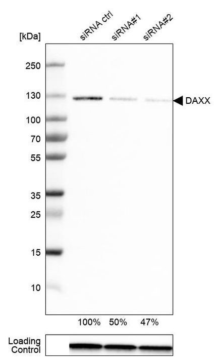 DAXX Antibody