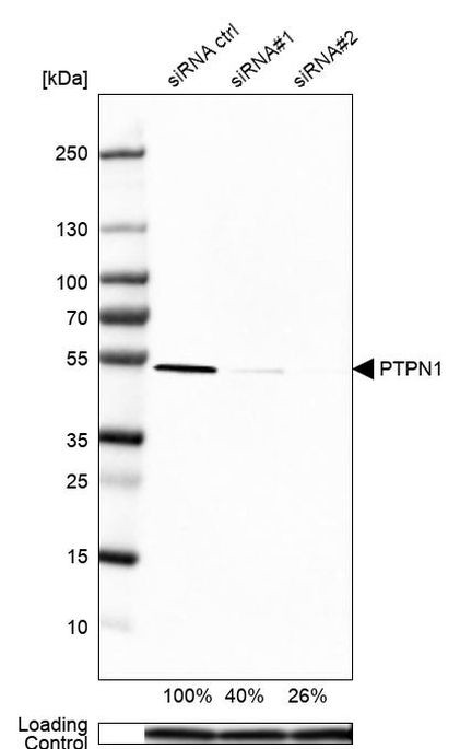 PTP1B Antibody