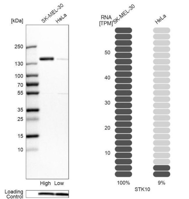 LOK Antibody