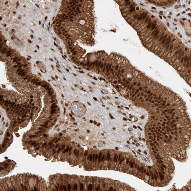 MSK2 Antibody in Immunohistochemistry (Paraffin) (IHC (P))