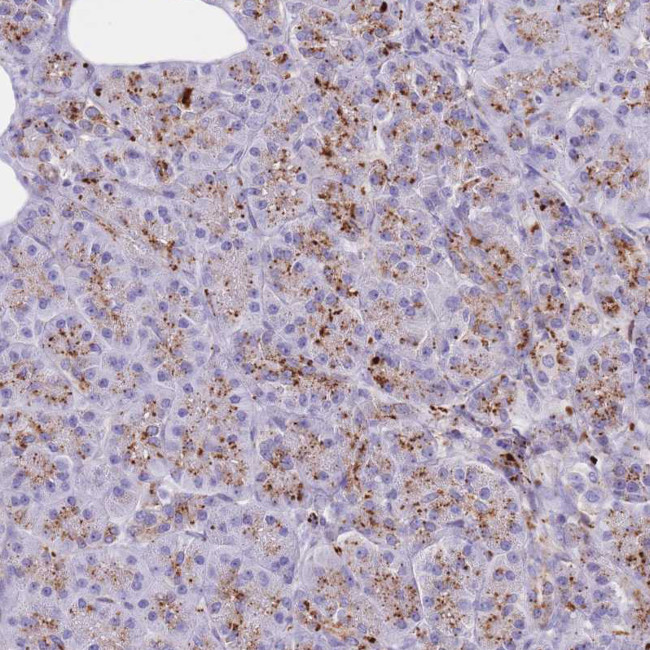 LYAG Antibody in Immunohistochemistry (Paraffin) (IHC (P))