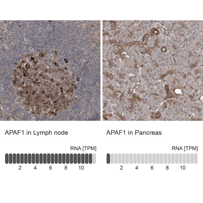 APAF1 Antibody