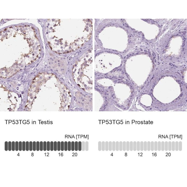 C20orf10 Antibody