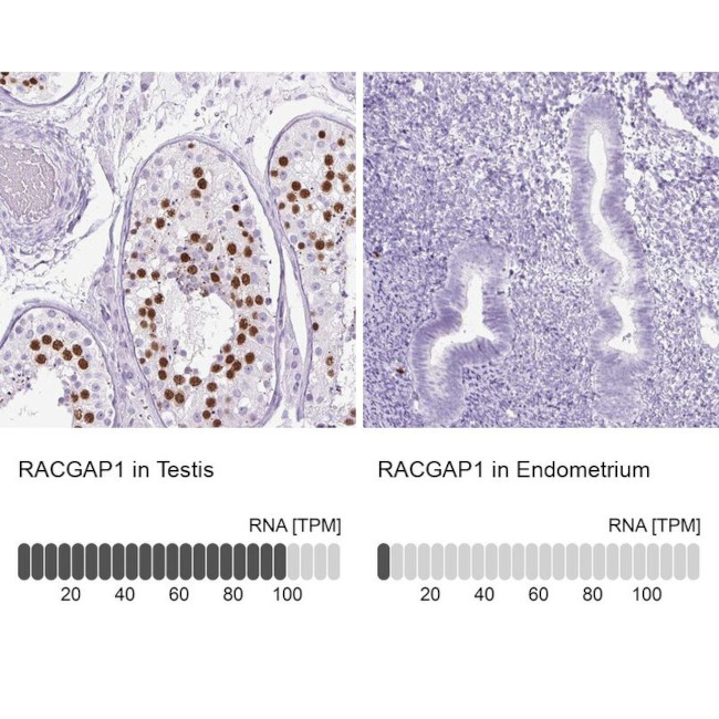 RACGAP1 Antibody