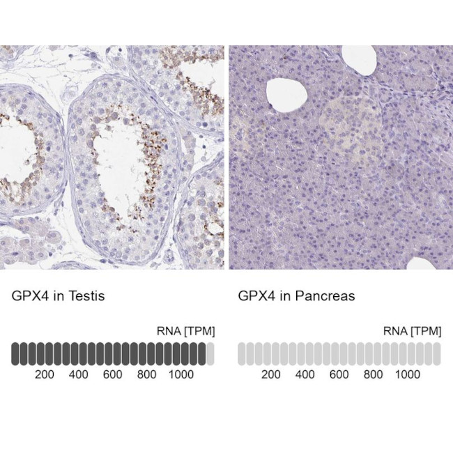 GPX4 Antibody