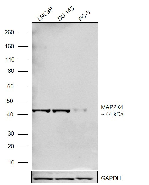 MAP2K4 Antibody