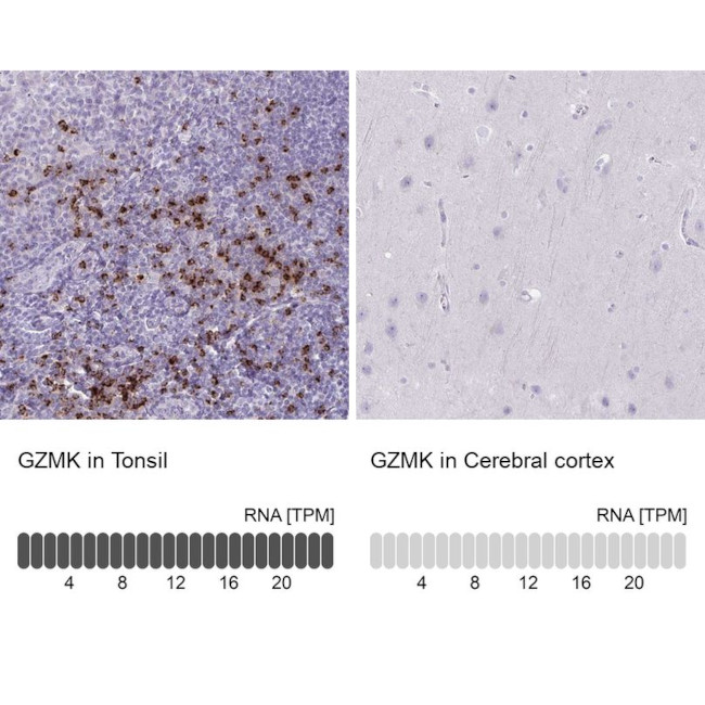 Granzyme K Antibody