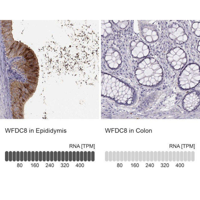 WFDC8 Antibody