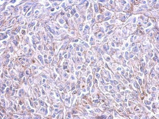 HRH3 Antibody in Immunohistochemistry (Paraffin) (IHC (P))