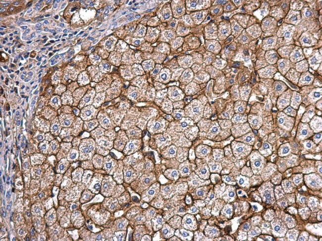 APOE Antibody in Immunohistochemistry (Paraffin) (IHC (P))