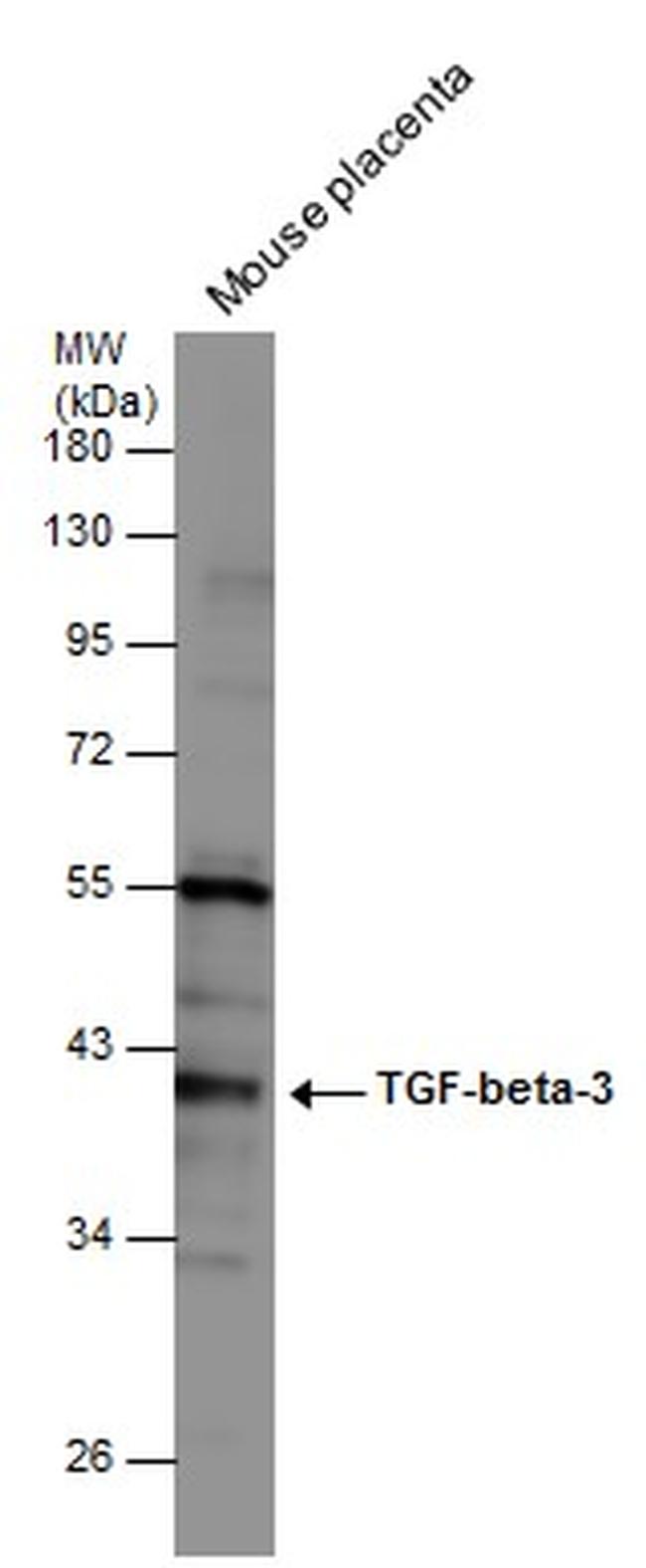 TGF beta-3 Antibody in Western Blot (WB)