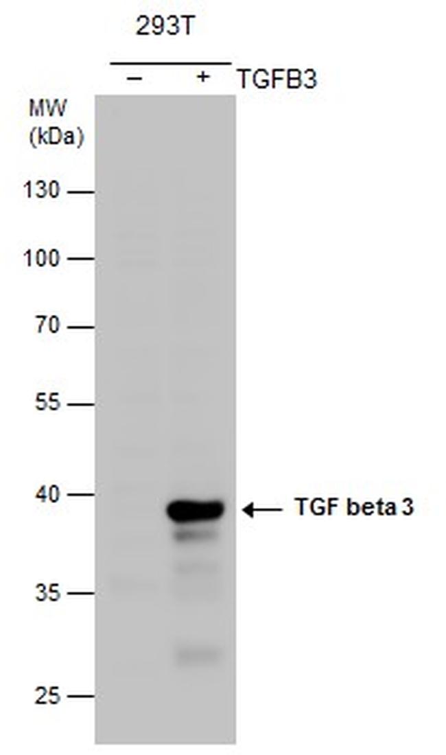 TGF beta-3 Antibody in Western Blot (WB)