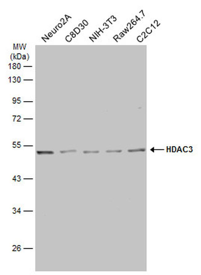 HDAC3 Antibody in Western Blot (WB)